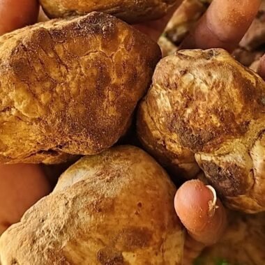 Modern Lifestyle and Eye Health: How Nature Can Play a Supportive Role